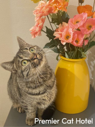 【猫専門ホテル】マンチカンの女の子🎀