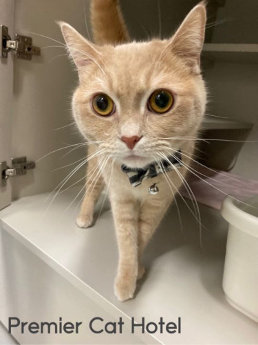 【猫専門ホテル】ミヌエットの男の子🍀