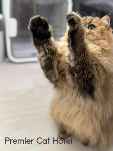 【猫専門ホテル】きゃーーっち！！🐾