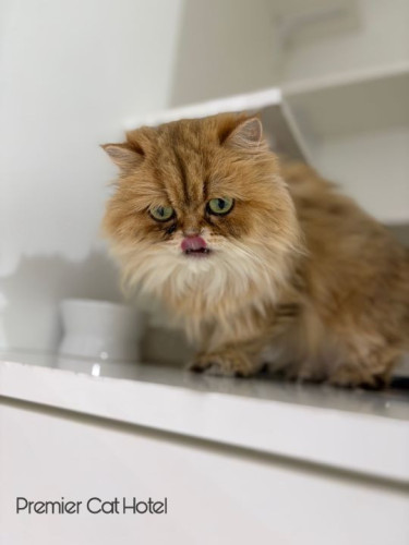 【猫専門ホテル】ぺろりと可愛いひとコマ😋