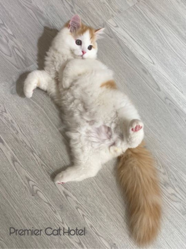 【猫専門ホテル】もふもふ降参ポーズ🏳🐾