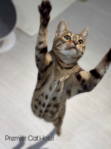 【猫専門ホテル】小さなハンターのジャンプ❕✨