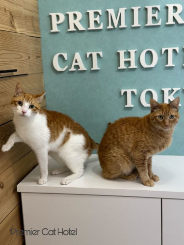 【猫専門ホテル】仲良しオレンジコンビ🍊✨