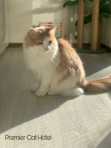 【猫専門ホテル】やさしい陽だまりに包まれて🌞