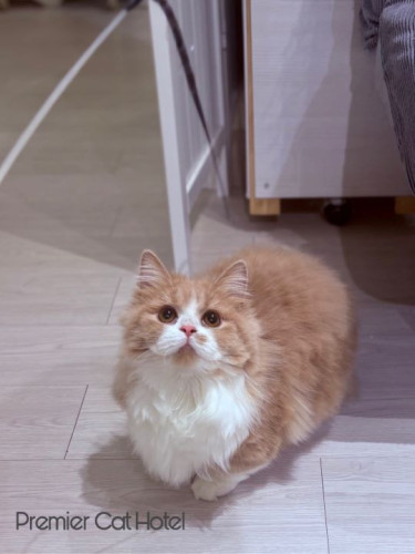 【猫専門ホテル】まんまるお目々で見つめる先は…？👀✨