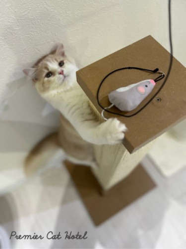【猫専門ホテル】🐭ねずみさん、みーつけた！