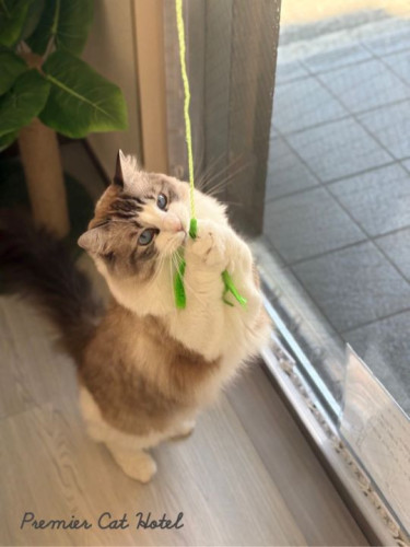 【猫専門ホテル】つかまえたっ！🍃