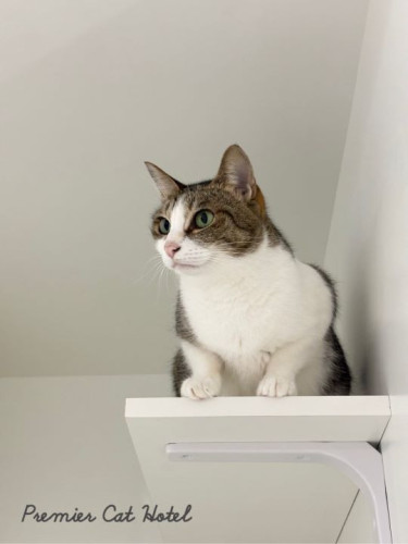 【猫専門ホテル】🐾一番高いところから見守り中👀✨