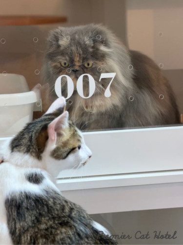【猫専門ホテル】🐱ガラス越しのご対面💗
