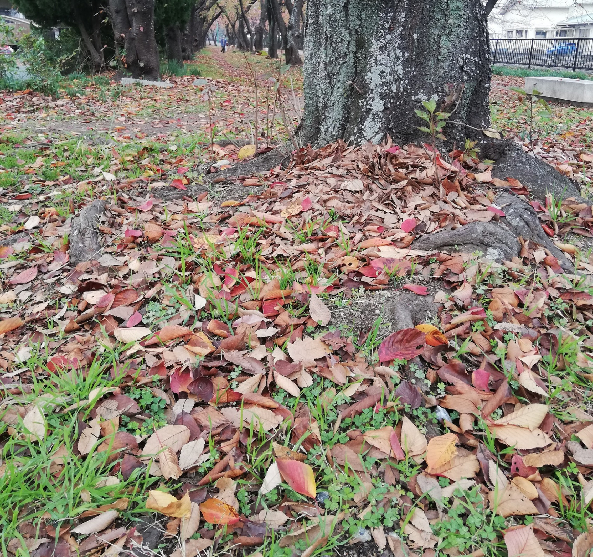 11月のカレンダー更新致しました