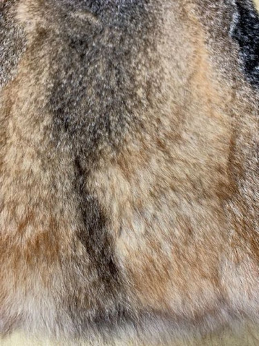 coyote up.jpg