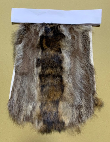 racoon3.jpg