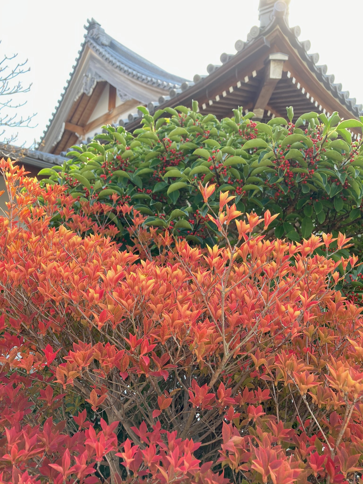 今月の行事（11月）について