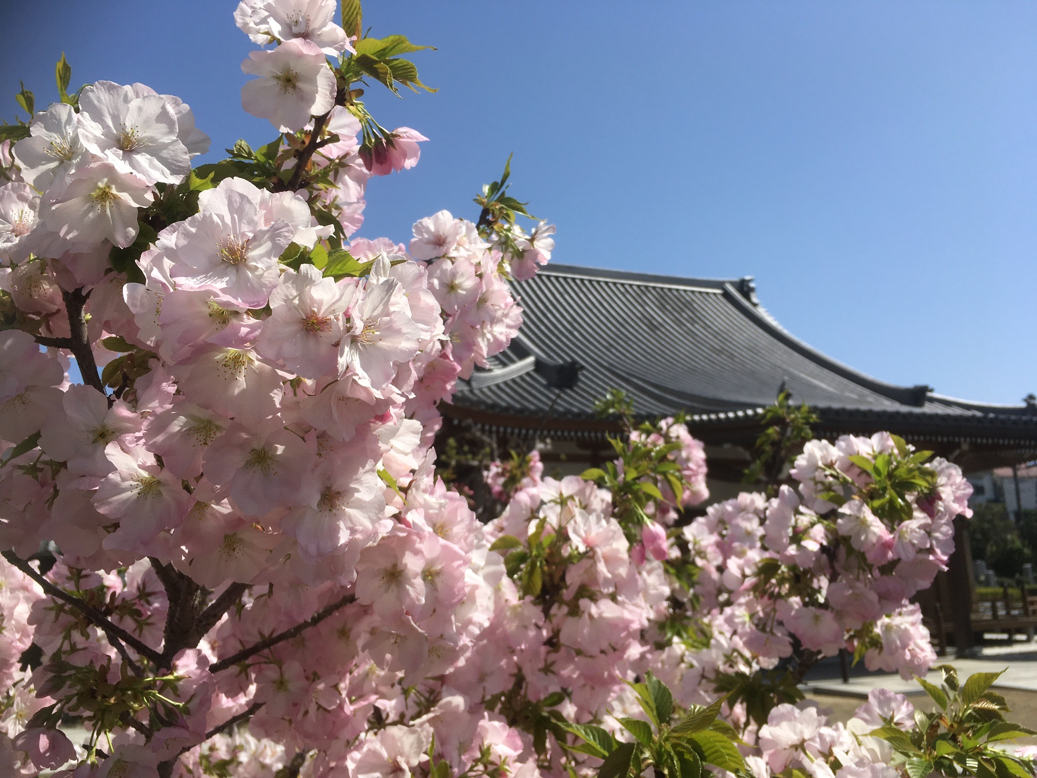 今月の行事（３月）について