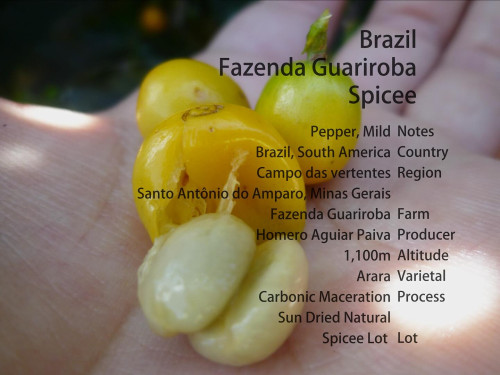 - Spicee Lot - Brazil Guariroba