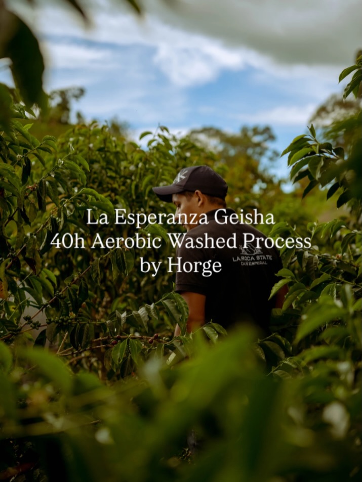 - コロンビアから新しいゲイシャが届きました -