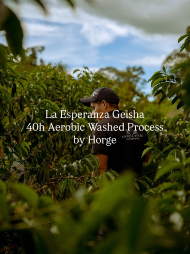 - コロンビアから新しいゲイシャが届きました -