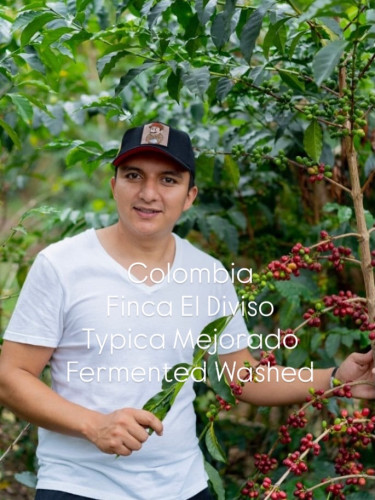 エルディヴィソ農園ティピカメホラード種ファーメンテッドウォッシュ