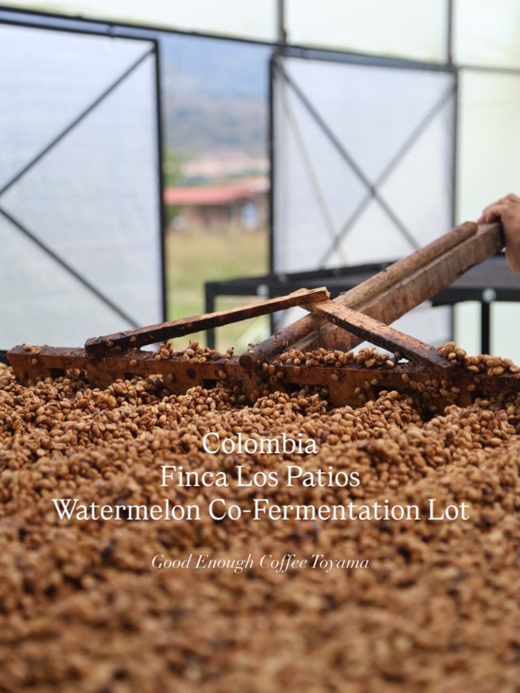 - ウォーターメロン共発酵ロット -