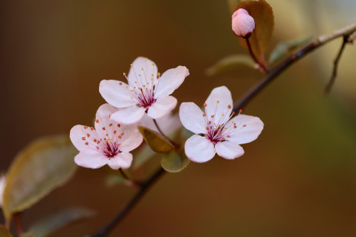 梅の花.jpg