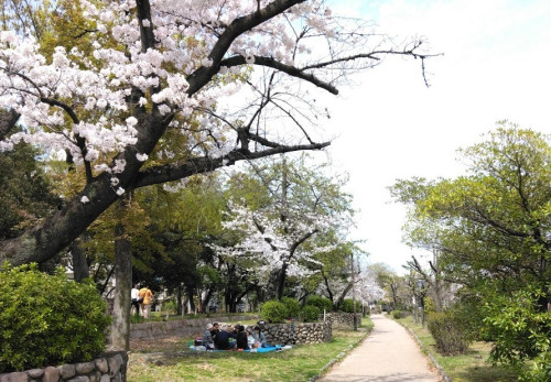 全長５ｋｍの桜通り（元茨木川緑地）.jpg