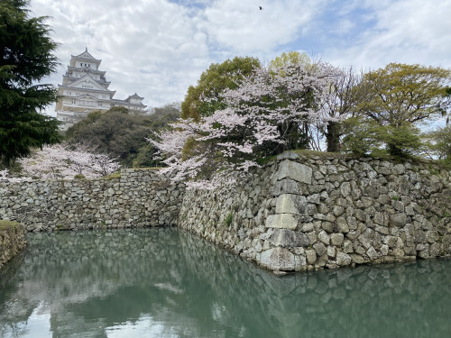 姫路城の桜.jpg