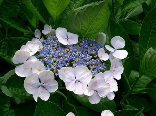 紫陽花.jpg