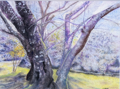 大原野の桜2.jpg