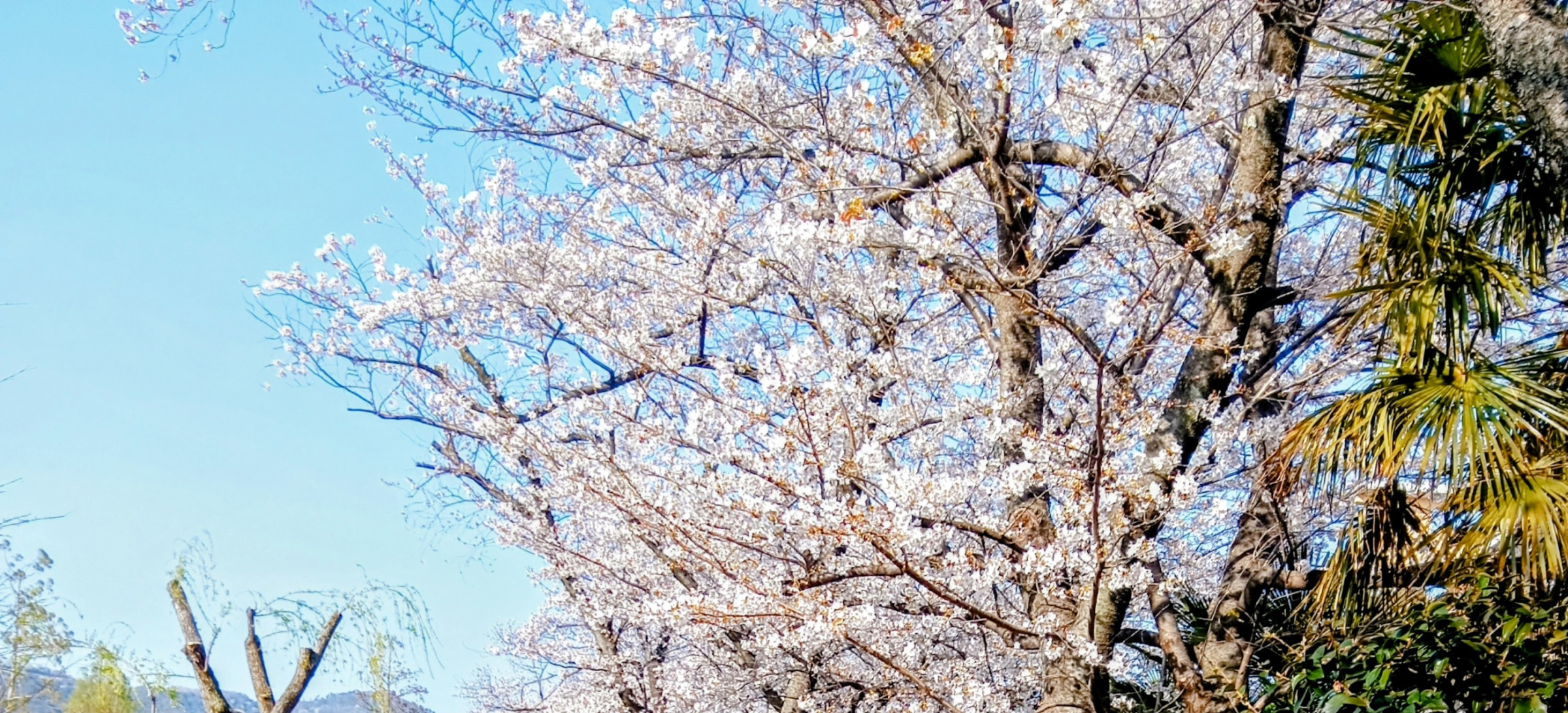 令和八年度通常総会は正午に大阪市立総合生涯学習センターで集合します