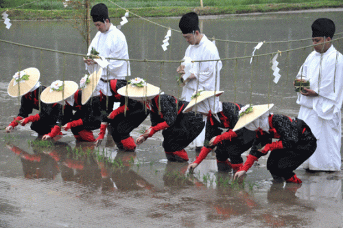 5月25日号―新饌田で献上米御田植式ほか