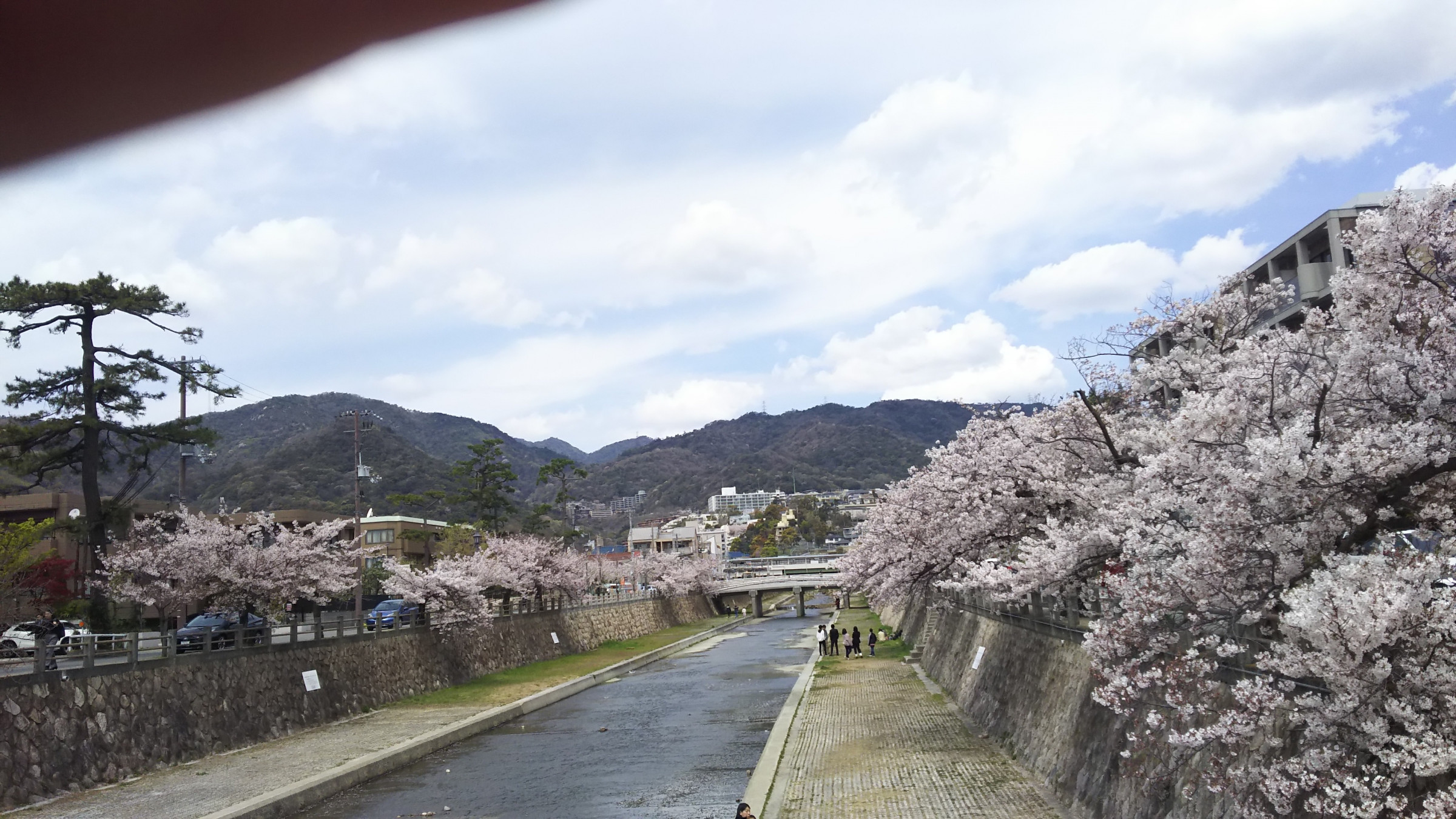 芦屋川の桜