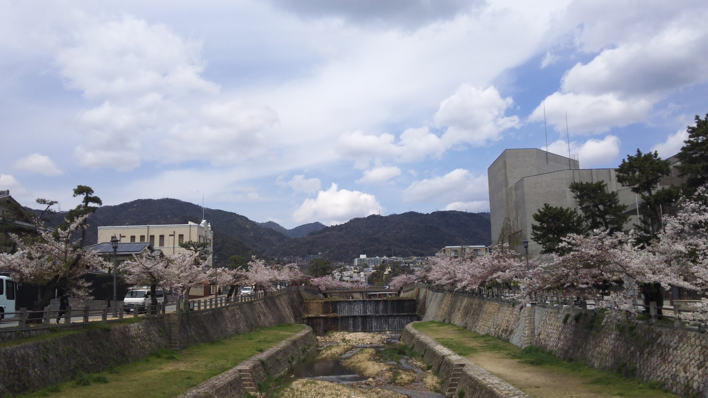 芦屋川の桜2