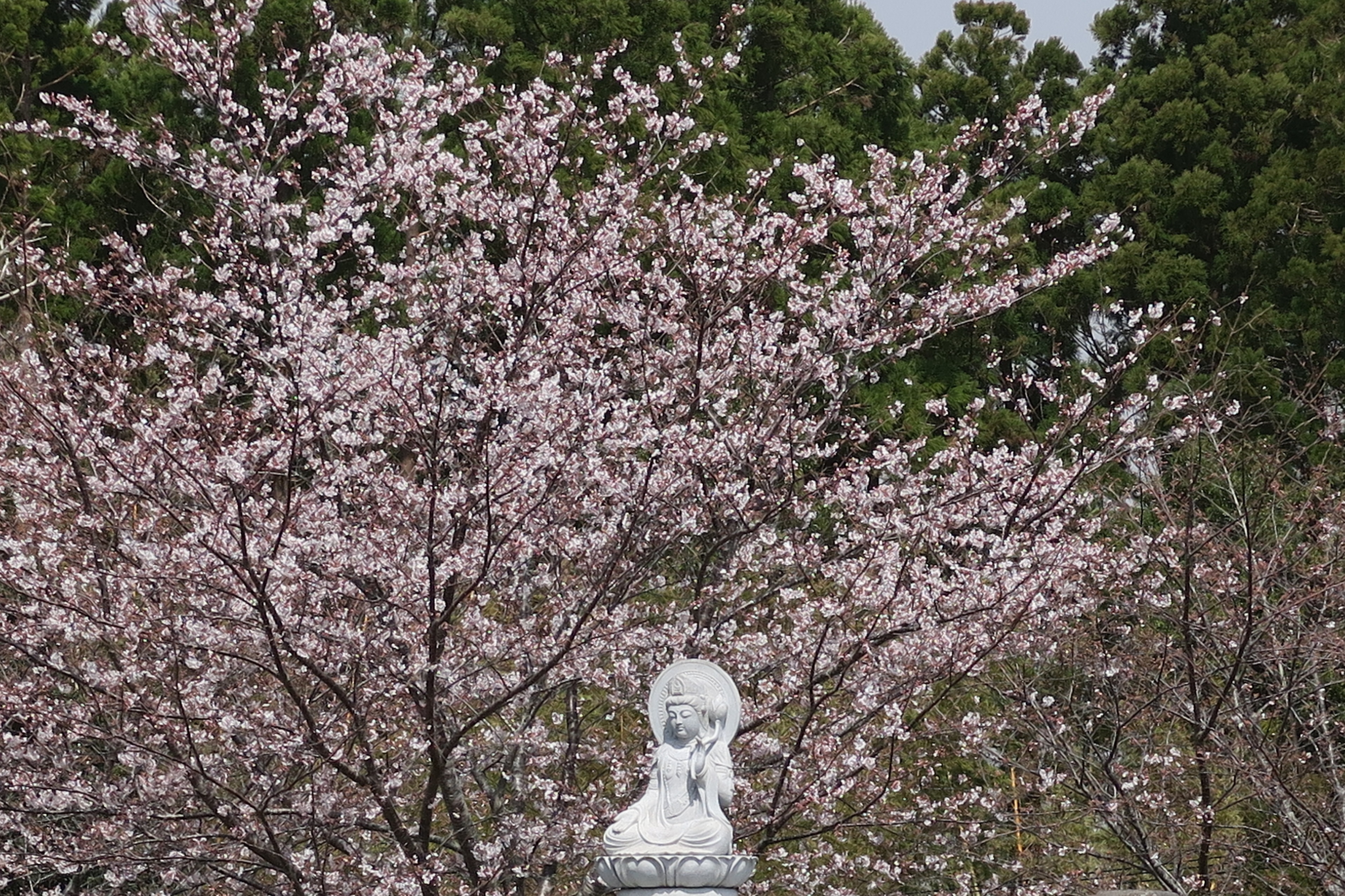 桜20200321.jpg