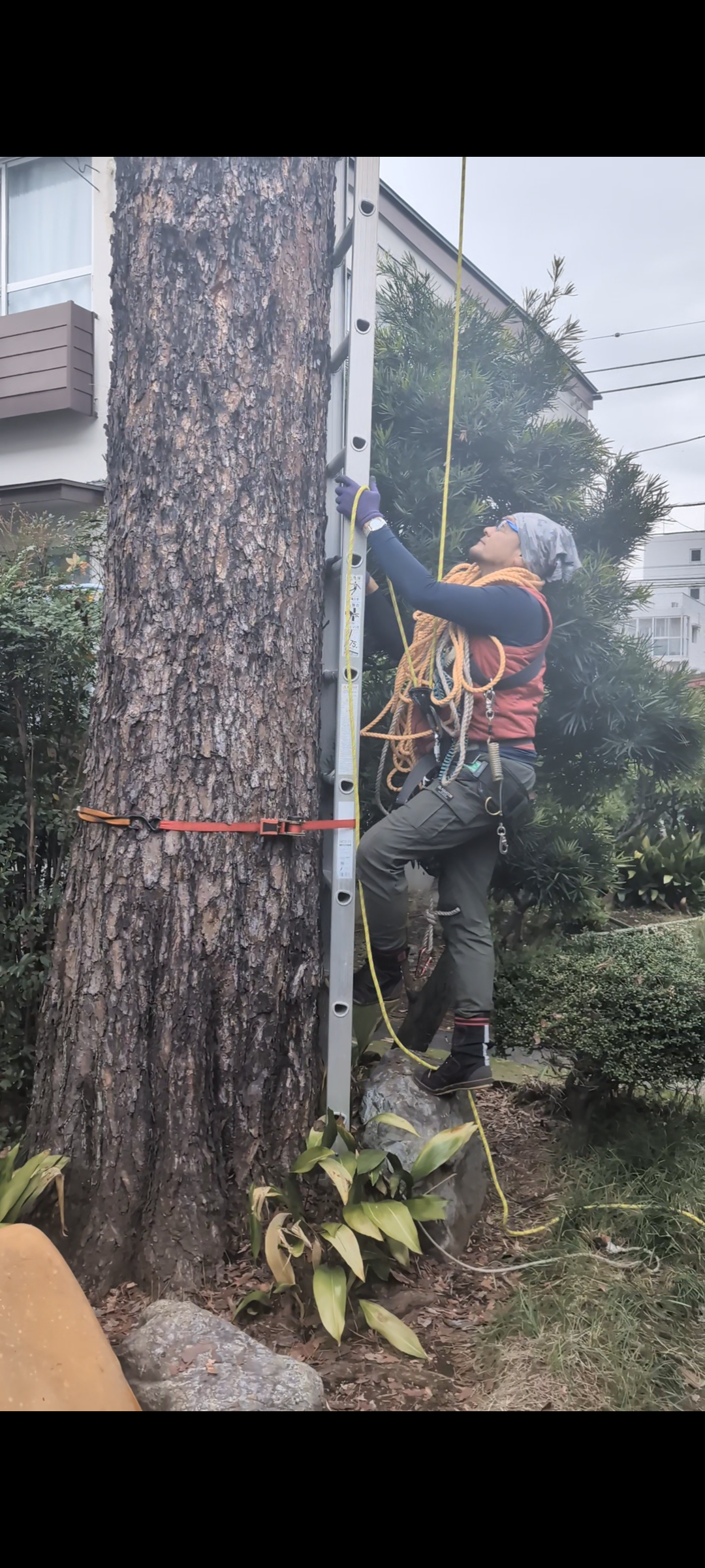 大泉学園　松の枝おろし作業