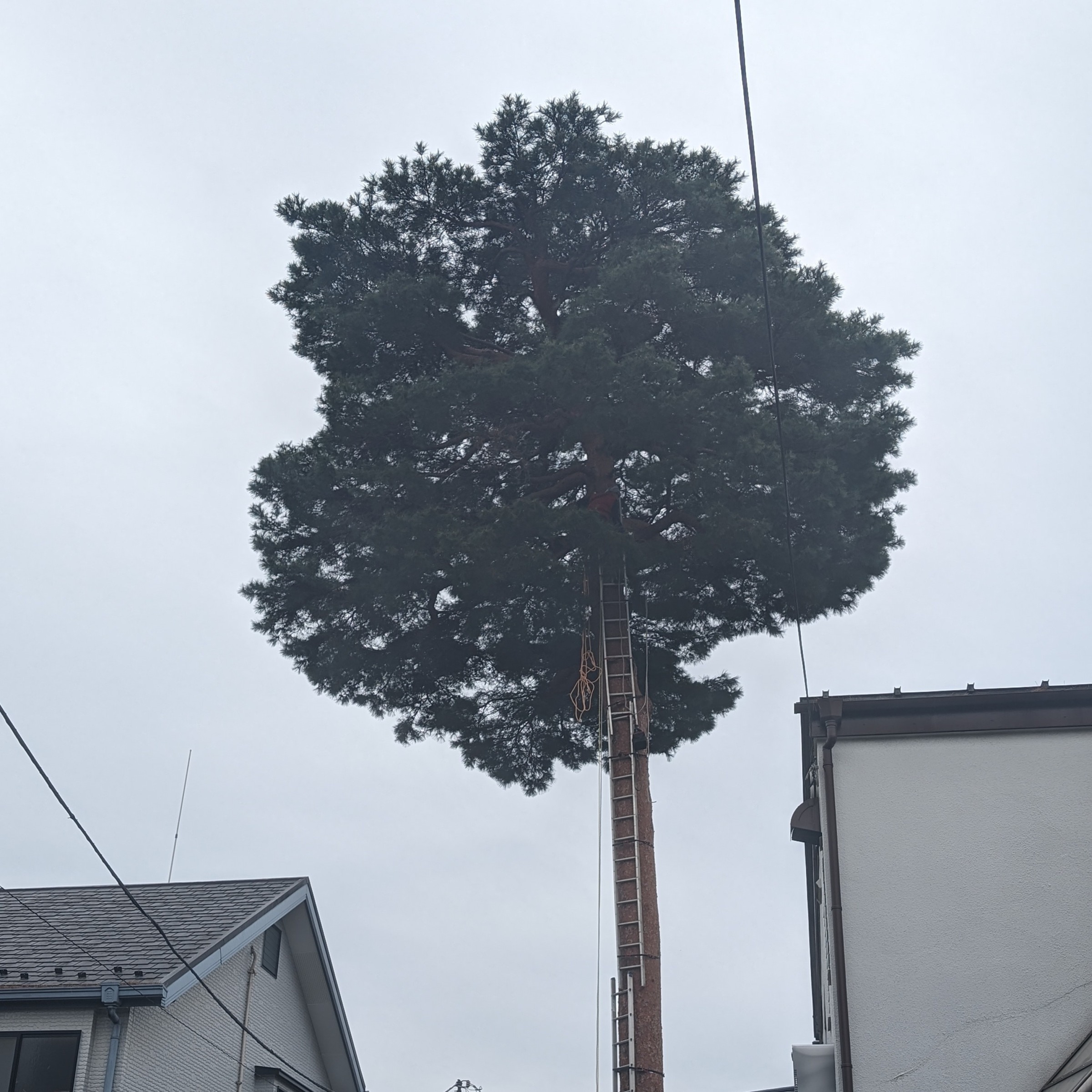 大泉学園　松の枝おろし作業