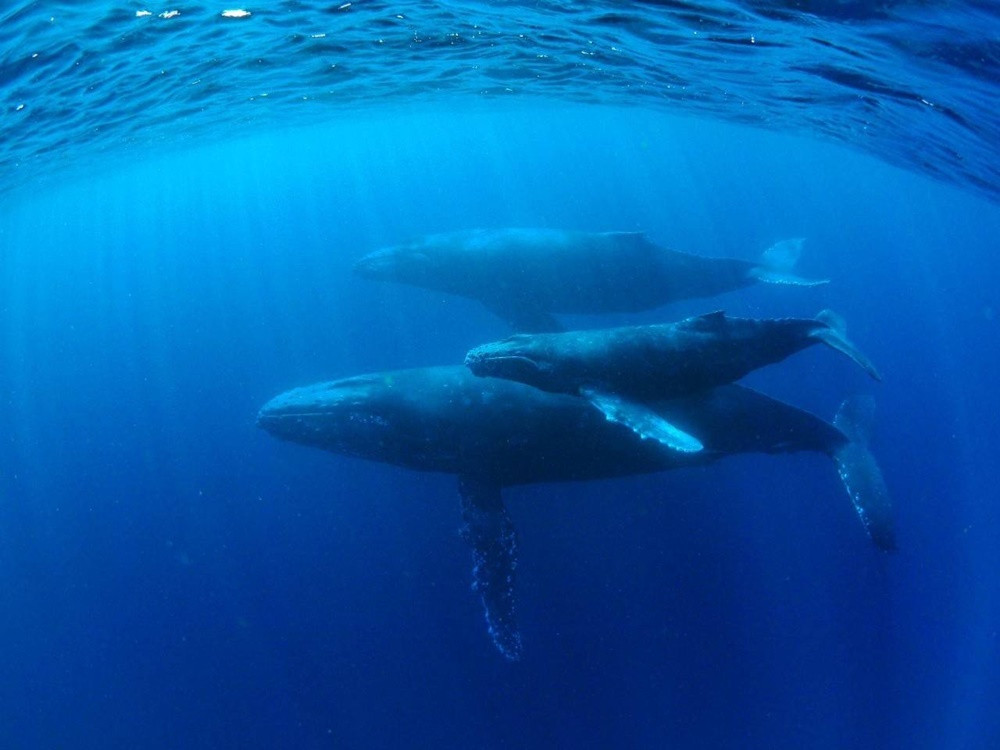 「ザトウクジラと泳ぐ！！」