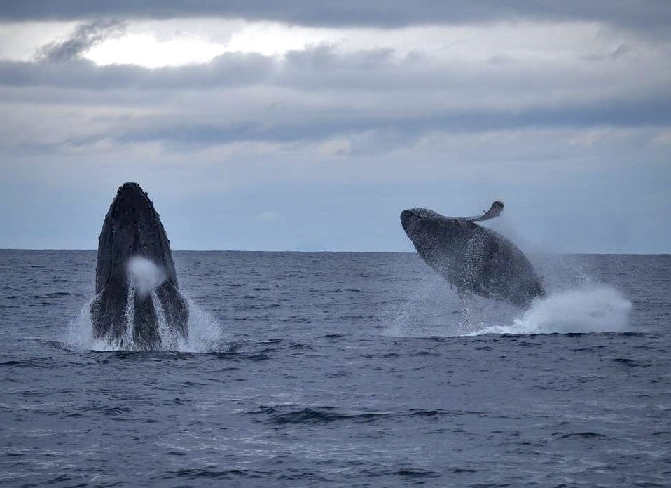 「ザトウクジラのブリーチ！！」