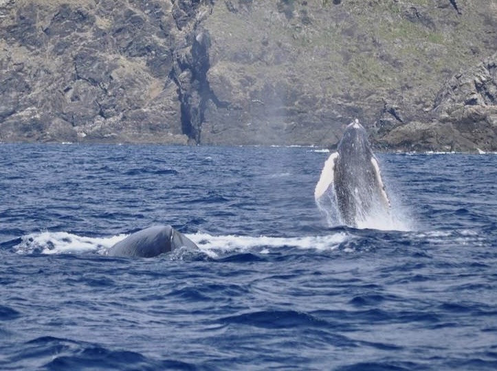 「1月から3月はザトウクジラを見にいこう！！」