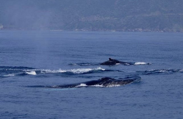 「クジラの親子！！」