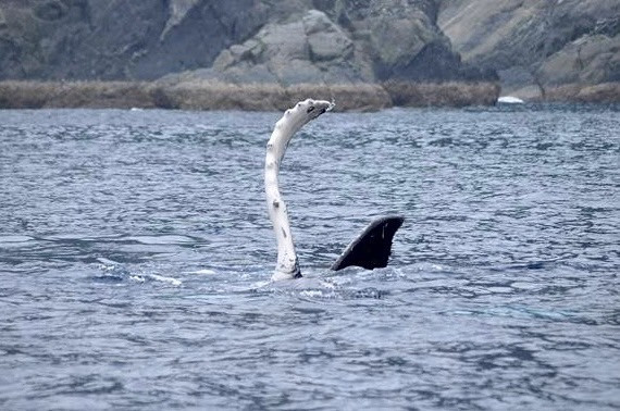 「いろいろなアクション！！」