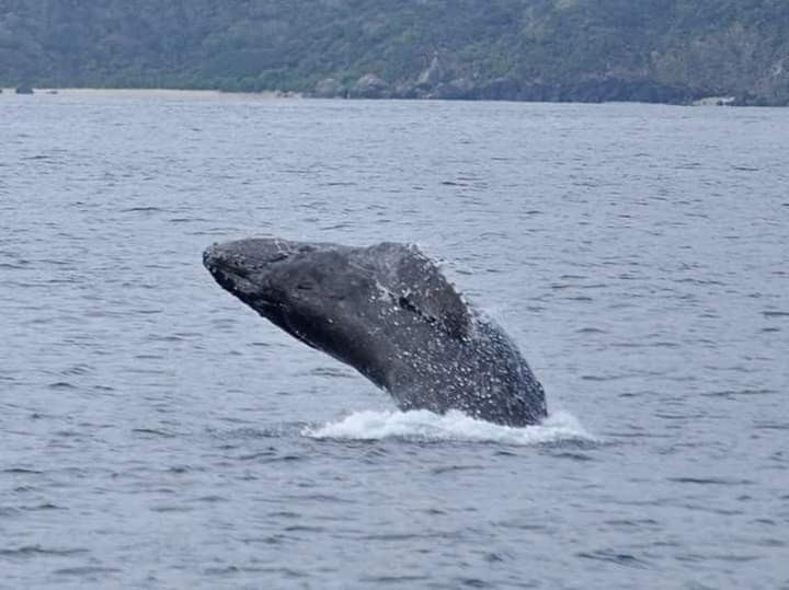 「ブリーチ！！」