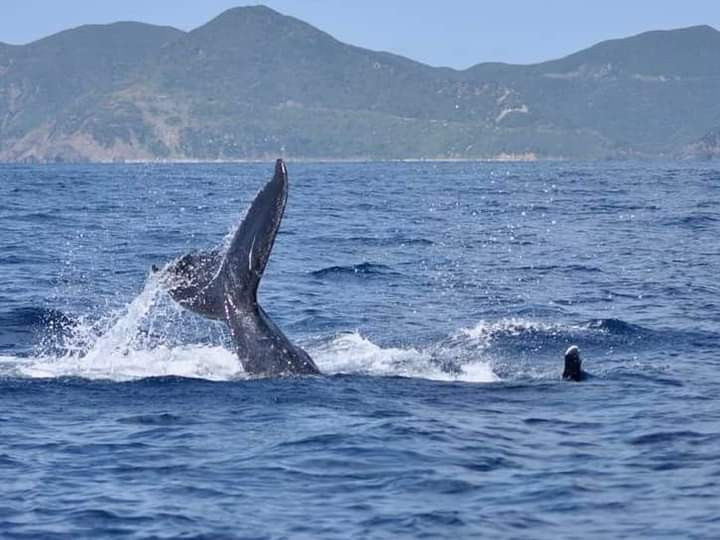 「大迫力の！！」