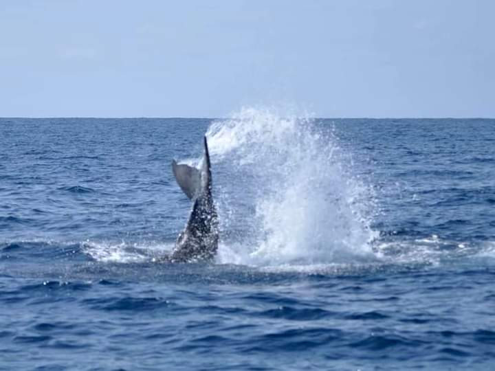 「ペダンクルスラップ！！」