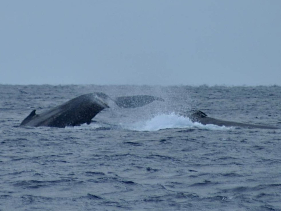 「間近で見よう！！」