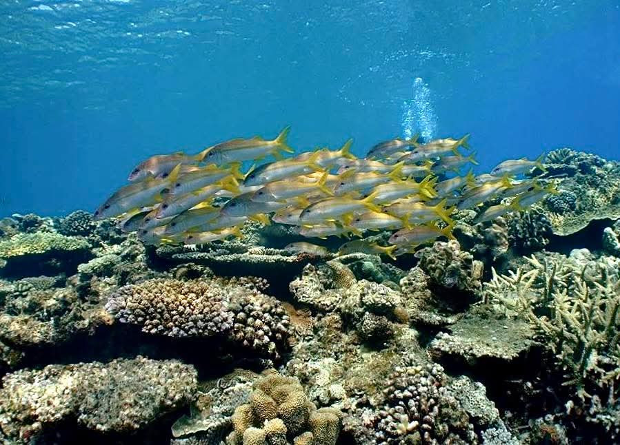 「サンゴが生き生きしてる！」