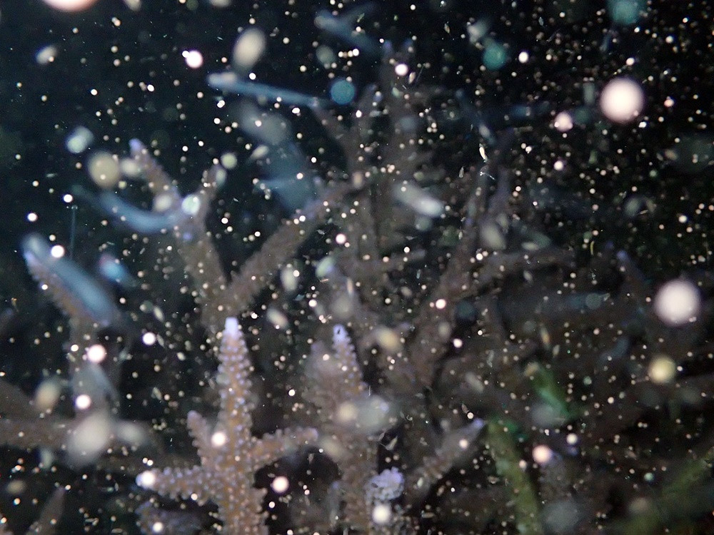 神秘的！「サンゴの産卵！」