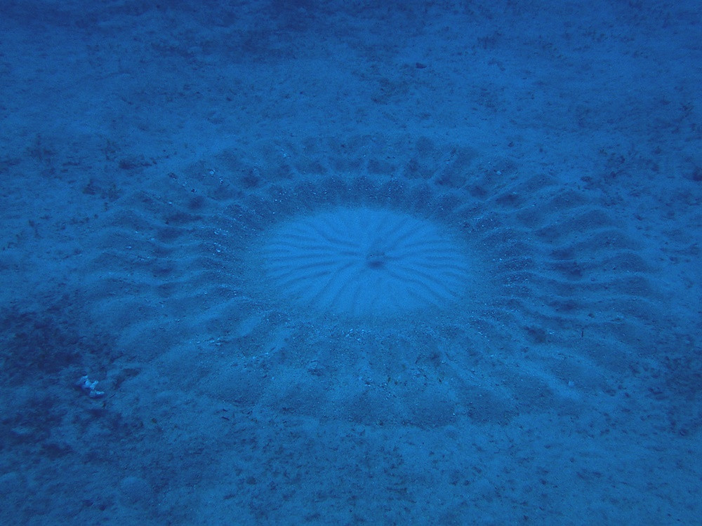 ４月後半から７月前半までの期間限定！「アマミホシゾラフグ＆ミステリーサークル」