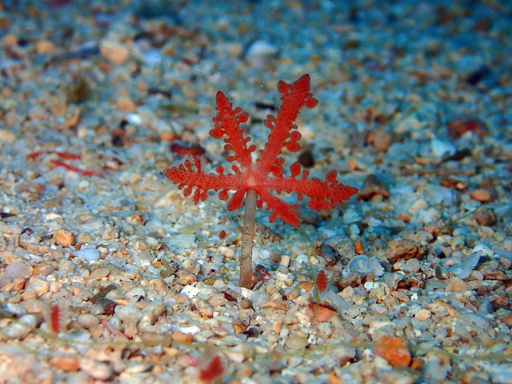 冬季限定！「カエデコケムシ」