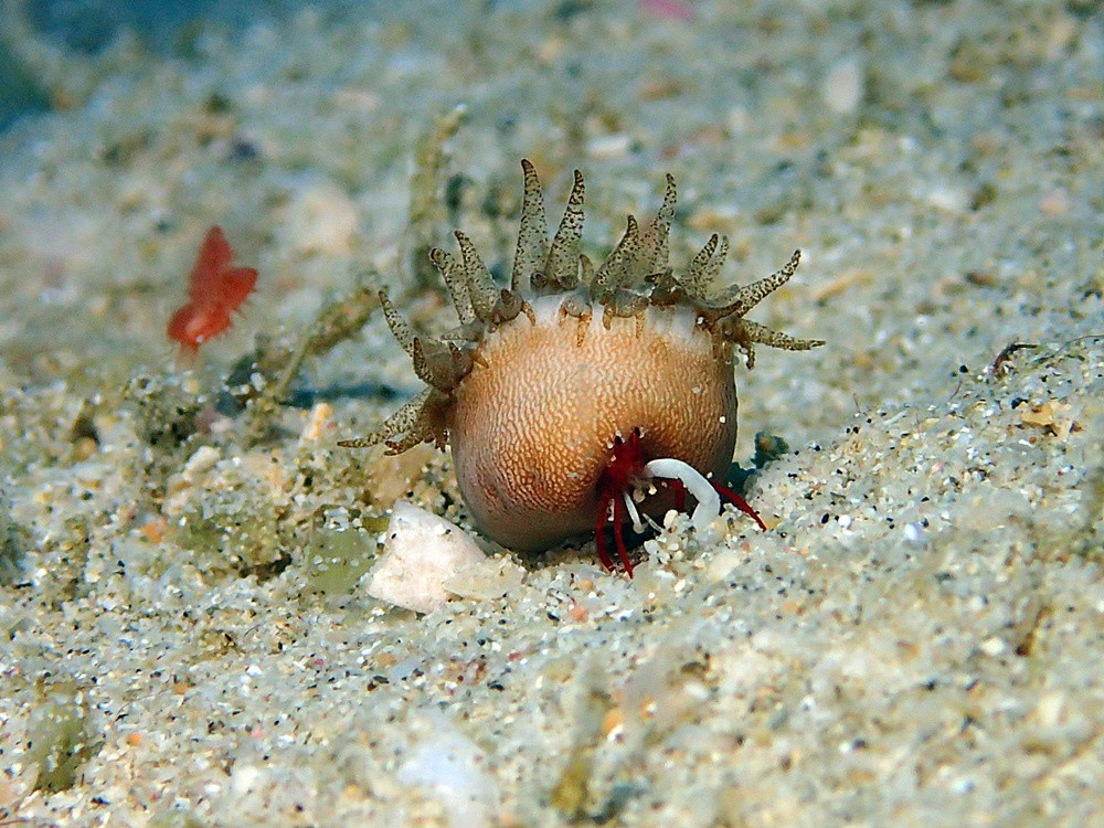 奄美南部の固有種 「スツボサンゴツノヤドカリ」