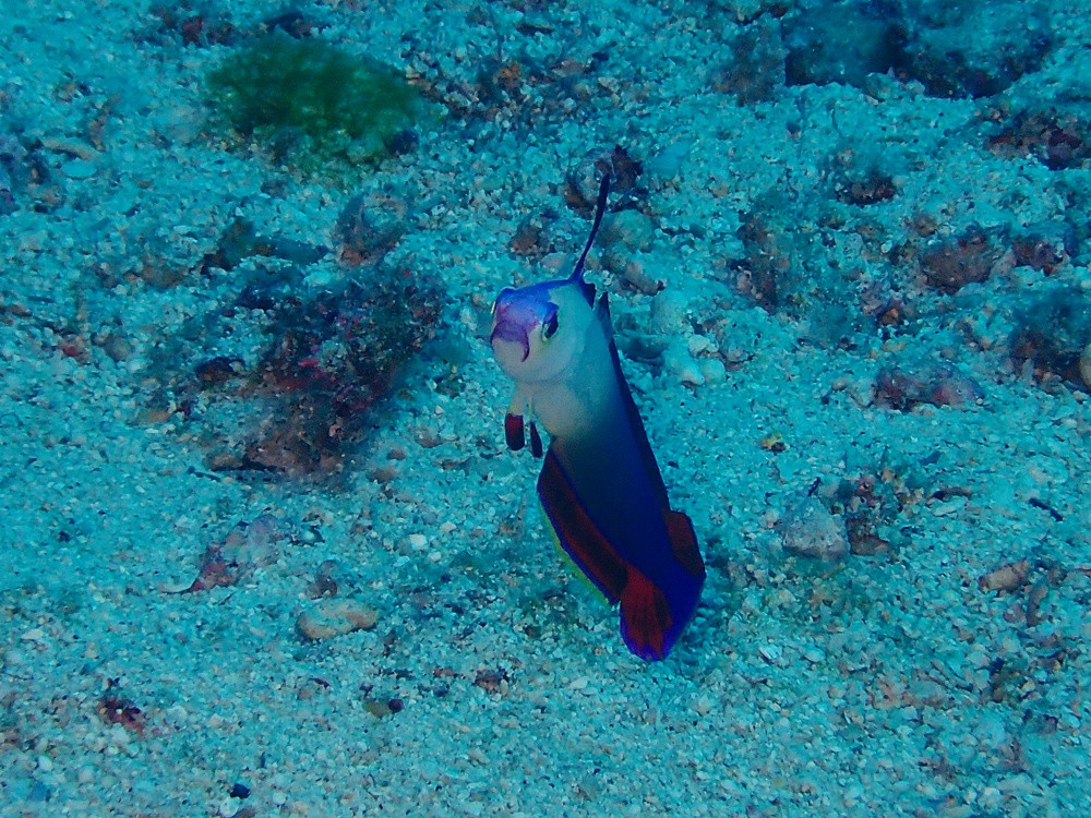 美しい！「アケボノハゼ」